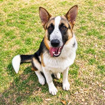 Shepherd and Collie Dogs Available for Adoption in Longview, Texas - Ringo | PetCurious