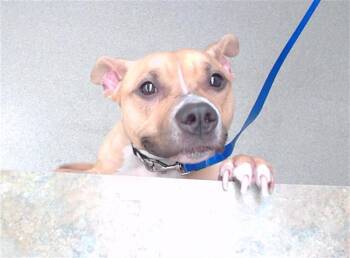 SHIRLEY -  Labrador Retriever and Mixed Breed Dog for Adoption in Omaha, Nebraska - SHIRLEY | PetCurious