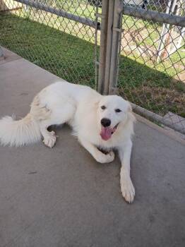 Baily -  American Eskimo Dog and Samoyed Dog for Adoption in Albany, Georgia - Baily | PetCurious