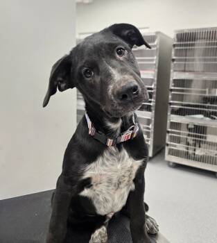 Rescue Australian Cattle Dog Blue Heeler Dogs for Adoption in Wellington, Kansas - Bouncer | PetCurious