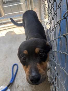 Princess -  Labrador Retriever and Australian Cattle Dog Blue Heeler Dog for Adoption in Lawrenceburg, Tennessee - Princess | PetCurious