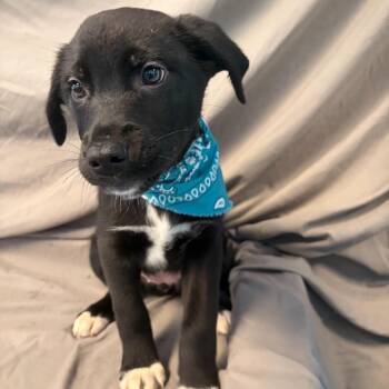 Mixed Breed Dogs Available for Adoption - Miney | PetCurious