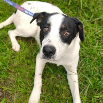 Rescue Australian Shepherd Dogs for Adoption - Murphy | PetCurious