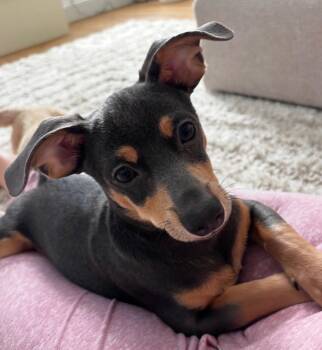 Brownie -  Dachshund and Chihuahua Dog for Adoption in Navarre, Florida - Brownie | PetCurious