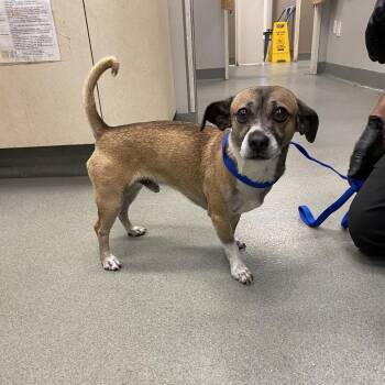 WAGS-Stray-23021 -  Chihuahua and Mixed Breed Dog for Adoption in Westminster, California - WAGS-Stray-23021 | PetCurious