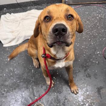 Big Man -  Mixed Breed Dog for Adoption in Columbiana, Alabama - Big Man | PetCurious
