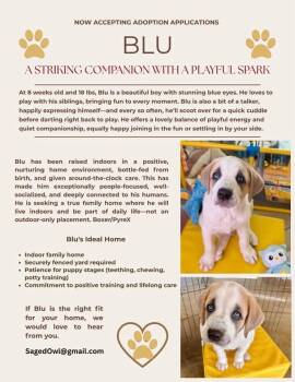 Great Pyrenees and Boxer Dogs Available for Adoption in Pflugerville, Texas - Blu | PetCurious