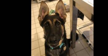Callie -  German Shepherd Dog Dog for Adoption in Cupertino, California - Callie | PetCurious