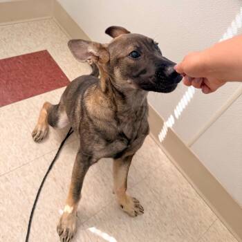 Velvet -  Mixed Breed Dog for Adoption in Hendersonville, North Carolina - Velvet | PetCurious