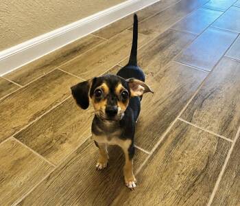 Chihuahua Dogs Available for Adoption in Floresville, Texas - Loki | PetCurious