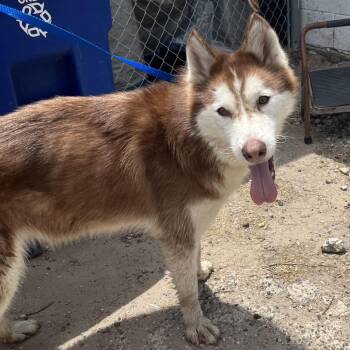 Avery -  Husky Dog for Adoption in Edinburg, Texas - Avery | PetCurious