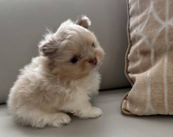 Bunny -  Pomeranian Dog for Sale in Tampa, Florida - Bunny | PetCurious