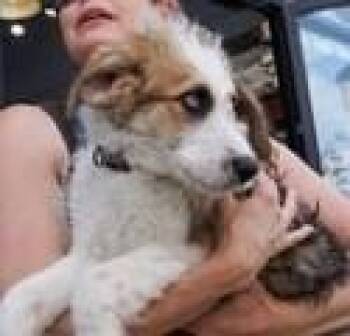 Mixed Breed Dogs Available for Adoption in Dallas, Texas - Jack | PetCurious