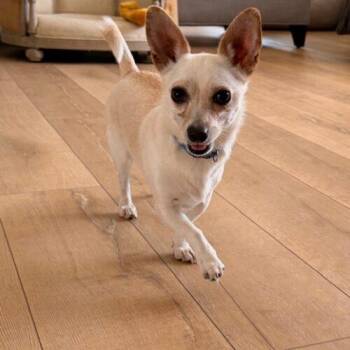 Chihuahua and Mixed Breed Dogs Available for Adoption in Henderson, Nevada - Murphy | PetCurious