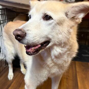 Weiula Farlow -  Mixed Breed and Chocolate Labrador Retriever Dog for Adoption in Greensboro, North Carolina - Weiula Farlow | PetCurious
