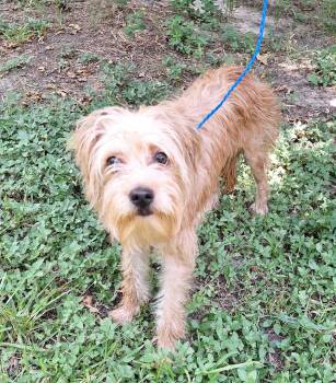 Mazati BR14590-T LOCAL Adoption Event in Burlington 8/22 -  Schnauzer Dog for Adoption in Missouri City, Texas - Mazati BR14590-T LOCAL Adoption Event In Burlington 8/22 | PetCurious