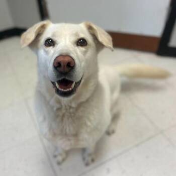 Mixed Breed Dogs Available for Adoption in Davenport, Iowa - Sasha | PetCurious