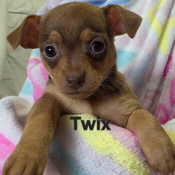 Twix -  Chihuahua and Dachshund Dog for Adoption in Lancaster, Ohio - Twix | PetCurious