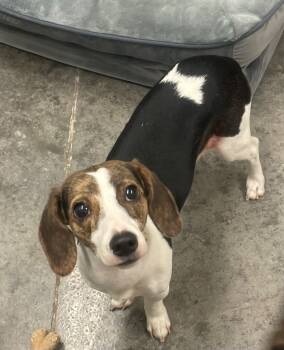 Rescue Beagle and Mixed Breed Dogs for Adoption in Neosho, Missouri - Sally | PetCurious