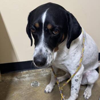 Kaiser -  Mixed Breed Dog for Adoption in Corinth, Mississippi - Kaiser | PetCurious