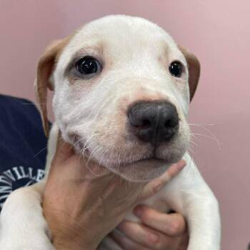 Mixed Breed Dogs Available for Adoption in Huntsville, Arkansas - (S/N ?) Phlox | PetCurious