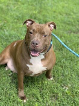 Rescue Pit Bull Terrier Dogs for Adoption in Burlington, New Jersey - Sandy | PetCurious