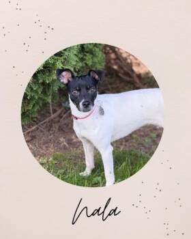 Chihuahua and Terrier Dogs Available for Adoption in Coquitlam, British Columbia - NALA | PetCurious