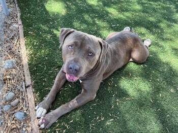 KNOX -  Mastiff Dog for Adoption in Antioch, California - KNOX | PetCurious