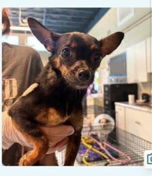 Esme -  Chihuahua Dog for Adoption in Newport, Kentucky - Esme | PetCurious