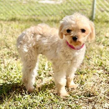 Layla - Missouri (OT26-03) -  Yorkshire Terrier and Miniature Poodle Dog for Adoption in Peyton, Colorado - Layla - Missouri (OT26-03) | PetCurious