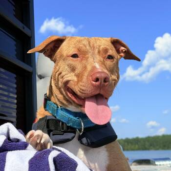 Rescue Pit Bull Terrier Dogs for Adoption in Roswell, Georgia - Harper | PetCurious