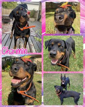 Rescue Mixed Breed Dogs for Adoption in Lancaster, New York - Charmin | PetCurious