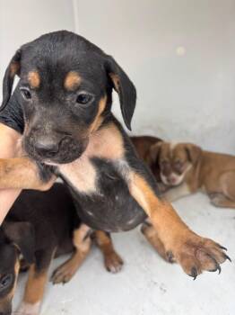 Yumi -  Mixed Breed Dog for Adoption in Mobile, Alabama - Yumi | PetCurious