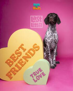 German Shorthaired Pointer Dogs Available for Adoption - Rosie | PetCurious