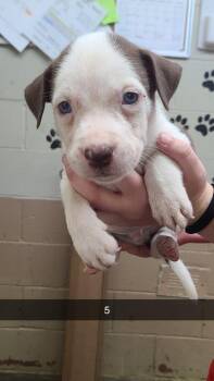 Nixon -  Pit Bull Terrier Dog Available for Adoption in Swainsboro, Georgia - Nixon | PetCurious