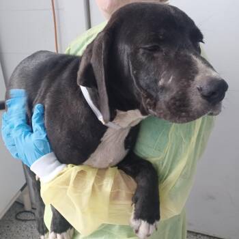 Coonhound and Labrador Retriever Dogs Available for Adoption in Hattiesburg, Mississippi - Bugs Bunny | PetCurious