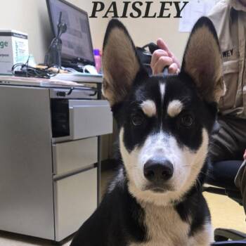PAISLEY -  Husky Dog for Adoption in Bowling Green, Ohio - PAISLEY | PetCurious