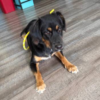 Eva -  Shepherd Dog for Adoption in Washington, District Of Columbia - Eva | PetCurious