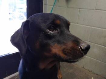 GEORGE -  Rottweiler and Mixed Breed Dog for Adoption in Tulsa, Oklahoma - GEORGE | PetCurious