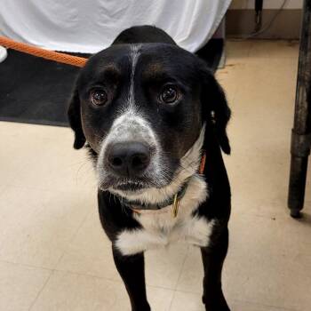SCFL-Stray-67000 -  Border Collie Dog for Adoption in Lake Panasoffkee, Florida - SCFL-Stray-67000 | PetCurious