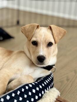 Labrador Retriever and Hound Dogs Available for Adoption - Jack | PetCurious