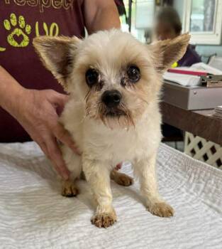 Yorkshire Terrier Dogs Available for Adoption in Benton, Louisiana - Phillips (NOT YET AVAILABLE) | PetCurious