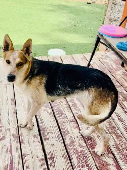 Rescue Cattle Dog and Shepherd Dogs for Adoption in Pumpkin Center, California - Amy | PetCurious