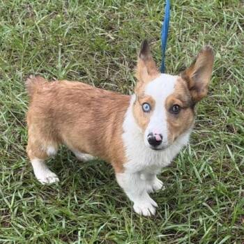 Dylan -  Corgi Dog for Adoption in Alafaya, Florida - Dylan | PetCurious