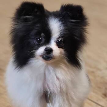 Pomeranian Dogs Available for Adoption - Bee Bee (Texas City) | PetCurious