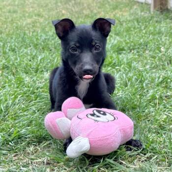 Chihuahua and Terrier Dogs Available for Adoption in Fairfield, Connecticut - Lulu | PetCurious