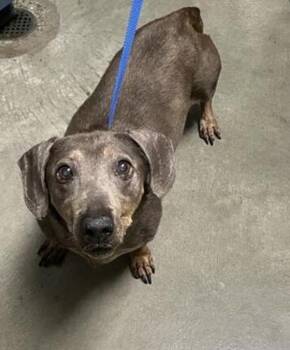 Dachshund Dogs Available for Adoption in Hollister, California - Jolene | PetCurious