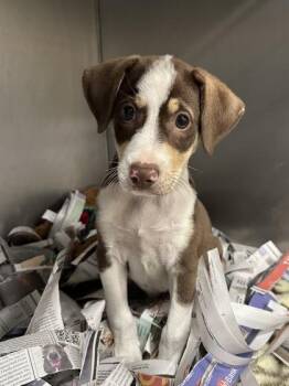 Dewey -  Pointer and Beagle Dog for Adoption in Honolulu, Hawaii - Dewey | PetCurious