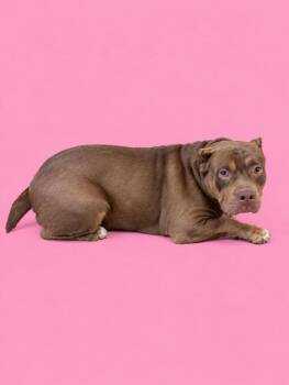 REBECCA -  American Bulldog Dog for Adoption in Doral, Florida - REBECCA | PetCurious