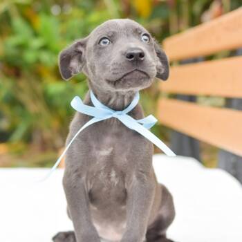 Mixed Breed Dogs Available for Adoption in Kailua-kona, Hawaii - Comet | PetCurious